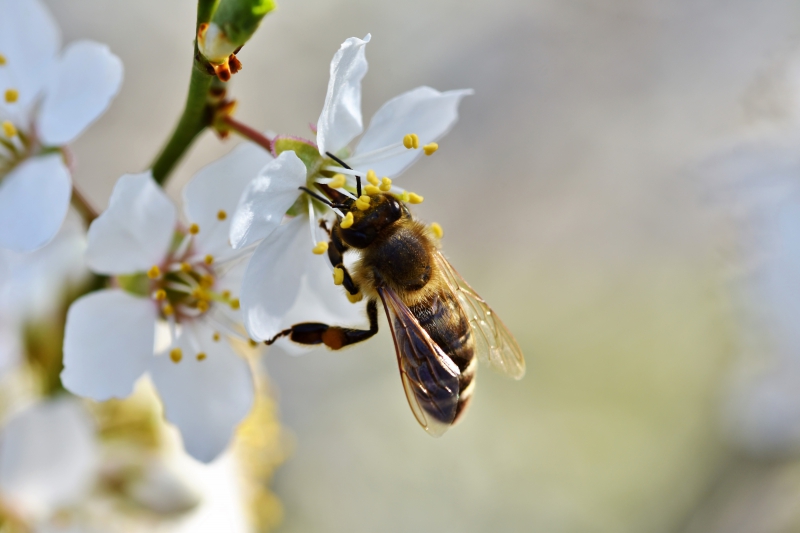 jardinerie-COLLONGUES-min_bee-4092986